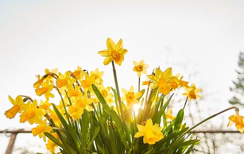 Samyang 12mm F2.0 AutoFocus UMC II APS-C Cinema Lens - Sony FE Mount