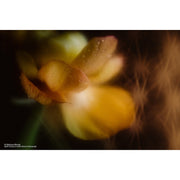 Lensbaby OMNI Universal Expansion Pack w/ Reflections