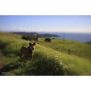 Lensbaby Sol 45 45mm f/3.5 Lens for Fujifilm X