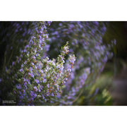 Lensbaby Twist 60mm f/2.5 Lens for Sony E