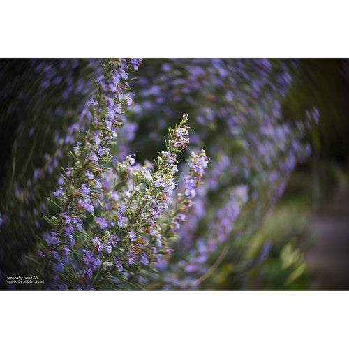 Lensbaby Twist 60mm f/2.5 Lens for Sony E