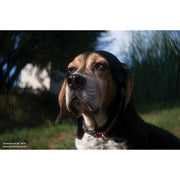 Lensbaby Trio 28mm f/3.5 Lens for Sony E