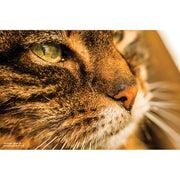 Lensbaby Velvet 56mm f/1.6 Lens for Sony E