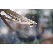 Lensbaby Velvet 56mm f/1.6 Lens for L Mount