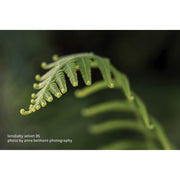 Lensbaby Velvet 85mm f/1.8 Lens for Canon EF