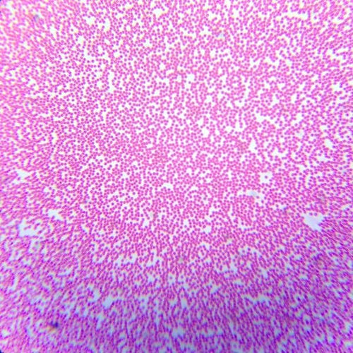 Saxon SBM ScienceSmart Biological Microscope SL-BL