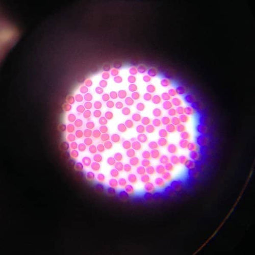 Saxon SBM ScienceSmart Biological Microscope SL-BL