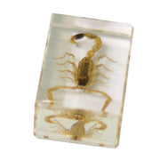 Saxon Resin Preserved Specimen - Scorpion
