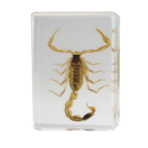 Saxon Resin Preserved Specimen - Scorpion