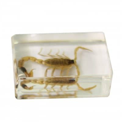 Saxon Resin Preserved Specimen - Scorpion